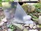 Stick On Mirror Tiles 6 x 9 Inches - Flexible Mirror Tape Sheets, Non-Glass Self Adhesive Stick on Mirror Tiles, Cut Mirror Stickers to Size, Peel and Stick, Great for Crafts and Mirror Wall